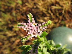 salt heliotrope (Heliotropium curassavicum L.) 